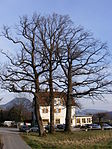 Baumgruppe in Maria Plain