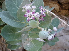 Calotropis procera (Asclepiadaceae)