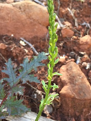 <i>Platanthera leptopetala</i> Species of plant