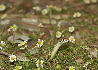 Platyceps rhodorachis