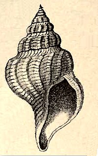<i>Pleurotomella formosa</i> species of mollusc