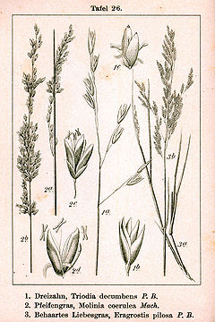 Poaceae spp Sturm26.jpg