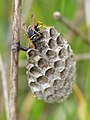 Female Paper Wasp tending to a nest. Polistes biglumis