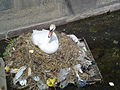 A Mute Swan has built a nest using discarded plastic garbage