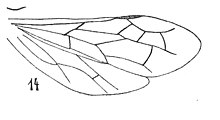 Pompilus fasciatus mâle - aile - Nicolas Théobald 1937 éch am11 p. 320 pl. XXIV Hyménoptères du Stampien d'Aix-en-Provence.
