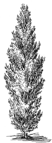 File:Poplar (PSF).png