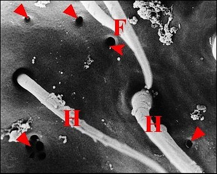 File:Pores épigastriques de Meta menardi.jpg