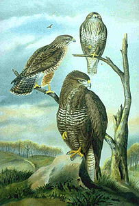 Affiche Buteo buteo.jpg