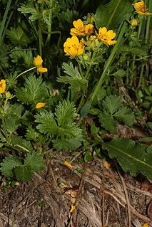 <i>Potentilla flabellifolia</i> species of plant