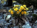 Robbins' cinquefoil (Potentilla robbinsiana), an alpine wildflower found in the White Mountains of New Hampshire