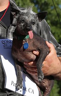 Worlds Ugliest Dog Contest