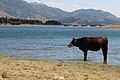 Μικρογραφία για την έκδοση της 19:46, 7 Δεκεμβρίου 2013