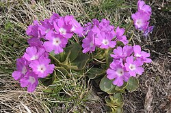 Primula villosa IMG 5596. jpg