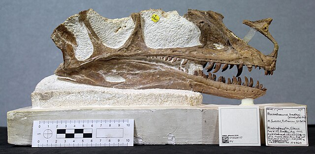 Skull of Proceratosaurus, a proceratosaurid tyrannosauroid from the Middle Jurassic of England.