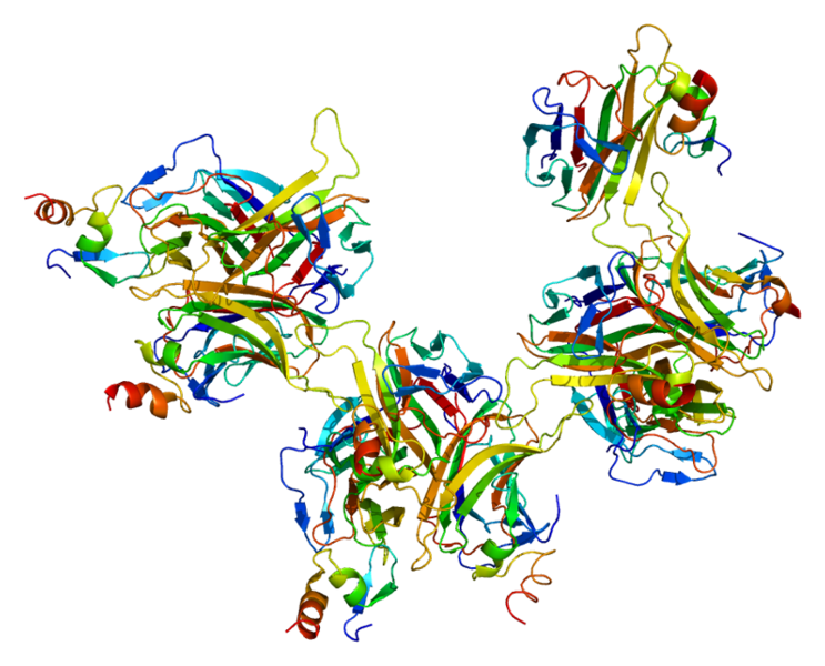 File:Protein TNFRSF17 PDB 1oqd.png