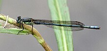 Pseudagrion spernatum Natal Sprite 2013 02 10 13 07 59 8417.jpg