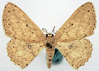 <i>Pseuderythrolophus</i> Genus of moths