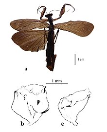 Pseudomiopteryx spinifrons TaxonomicdescriptionsofmantisfromAtlnticoColombia-2 (page 13 crop).jpg