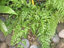 Pteris semipinnata - Hong Kong Botanik Bahçesi - IMG 9695.JPG