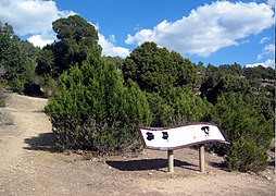 Paisaje en el Sabinar.