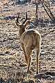 * Nomination Puku stag, backlit rear view, Kobus vardonii senganus, Kafue Nat'l Park, Zambia --Tagooty 01:44, 23 July 2023 (UTC) * Promotion  Support Good quality -- Johann Jaritz 02:29, 23 July 2023 (UTC)