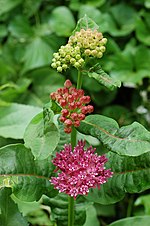 Thumbnail for Asclepias purpurascens