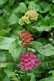 <i>Asclepias purpurascens</i> Species of flowering plant