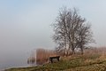 Put van Nederhorst in de mist. 28-02-2021. (d.j.b) 29.jpg