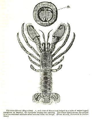 <span class="mw-page-title-main">Pylochelidae</span> Family of crustaceans