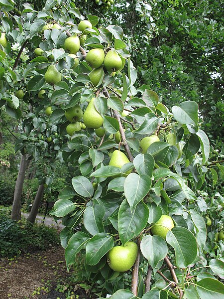 File:Pyrus communis 15-p.bot-pyru.commu-4.jpg