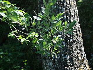 <i>Pyrus elaeagrifolia</i> species of plant