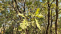 Дуб піренейський (Quercus pyrenaica) у Каштелу-Бранку, Португалія