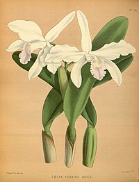 plate 181 Laelia perrinii Cattleya perrinii