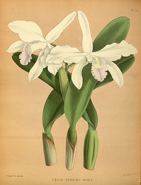 File:R. Warner & B.S. Williams - The Orchid Album - volume 04 - plate 181 (1885).jpg