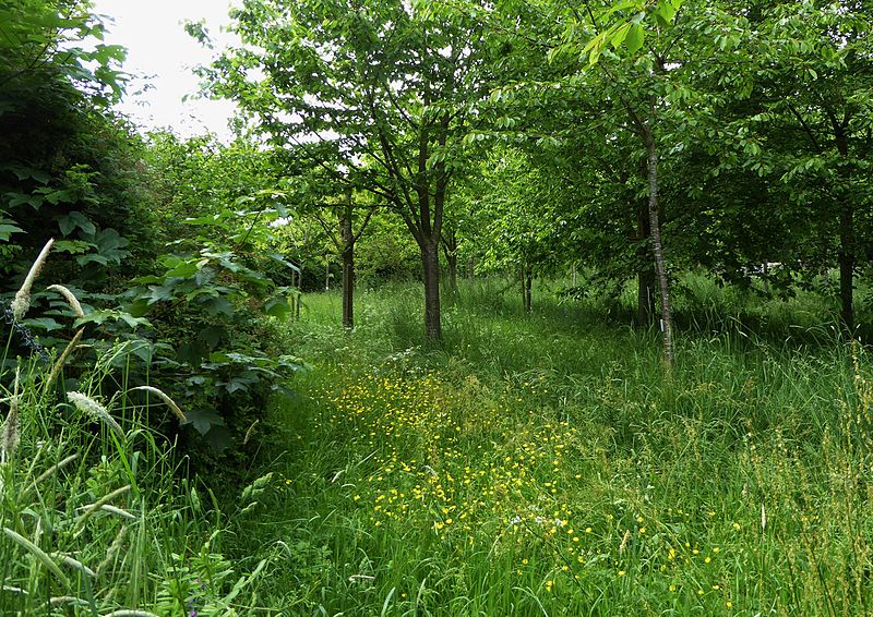 File:RNR du Héron de Quanta à la Ferme du Héron (28).jpg