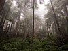 Rainforest on Green Lake Trail