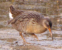 Rallus longirostris crepitans