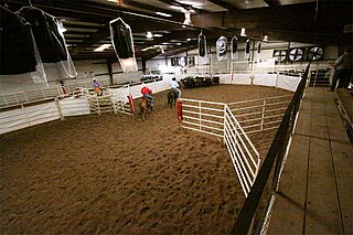 <span class="mw-page-title-main">Ranch sorting</span> Western-style equestrian sport