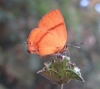 <i>Rapala lankana</i> species of insect