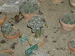 Rebutia krainziana