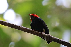 Red-headed manakin (Pipra rubrocapilla) male.JPG