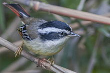 Rotschwanz-Naturschutzgebiet Minla Pangolakha East Sikkim India 24.05.2015.jpg