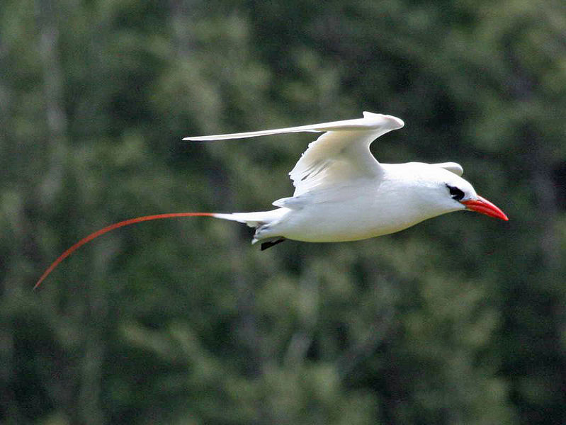 File:Red-tailed Tropicbird RWD2.jpg