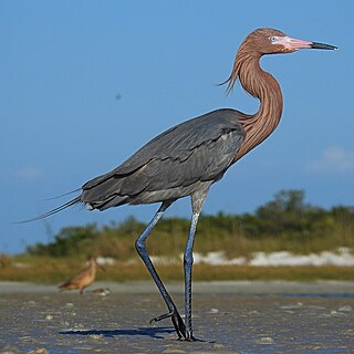 <span class="mw-page-title-main">Reddish egret</span> Species of bird