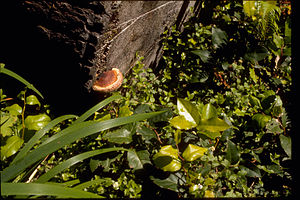 Redwood National Park REDW9375.jpg