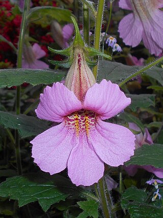 <i>Rehmannia elata</i> Species of flowering plant