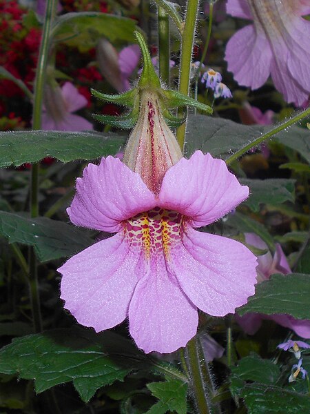 Rehmannia elata