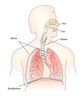 Respiratory system be.png
