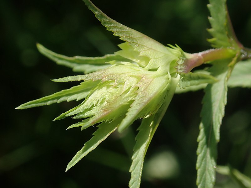 File:Rhinanthus serotinus 2022-06-08 0613.jpg