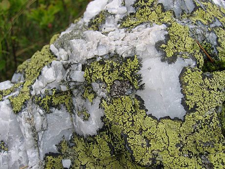The map lichen (Rhizocarpon geographicum), the lichen most used in lichenometry.